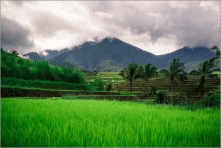 Poster Rice fields in Bali