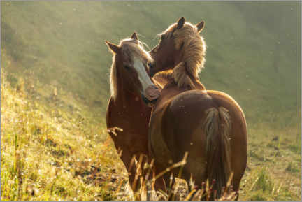 Wall print  Horses friendship - Olaf Protze