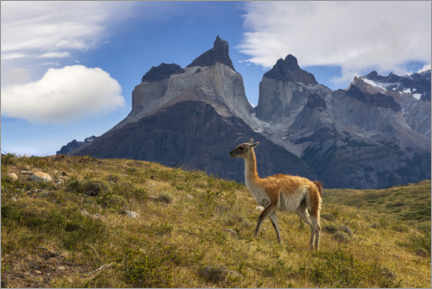 Póster  Guanacco em frente ao Cerro Torre na Patagônia Chilena - Dieter Meyrl