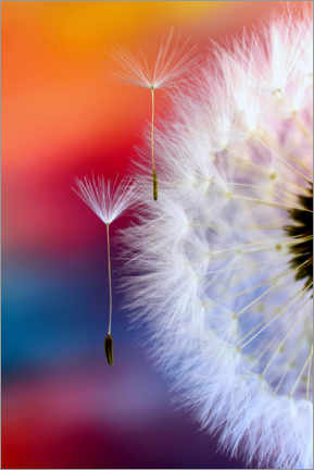 Poster Dandelion umbrella