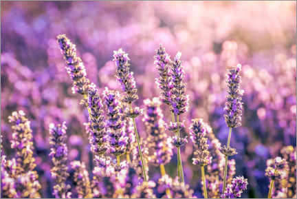 Poster Lavendel im Abendlicht