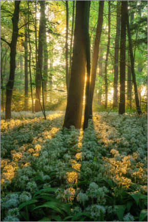 Plakat Wild garlic