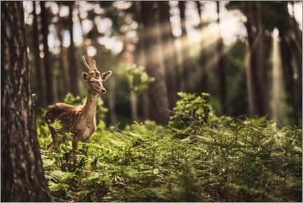 Poster  Deer in the sunlight - Daniel Heine