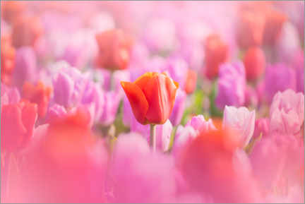Poster Zarte Tulpen in Pink und Rosa