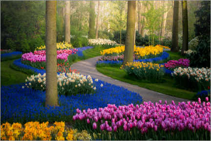 Poster Colorful tulips in the Keukenhof