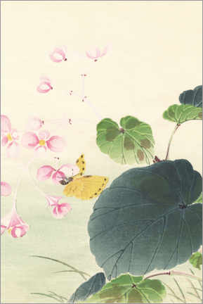 Poster Begonie und Schmetterling