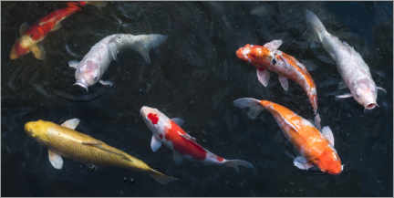 Poster Colorful koi carp in the pond