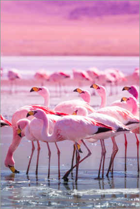Póster  Flamencos en rosa - Jan Schuler
