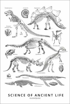 Colouring poster  Paleontology