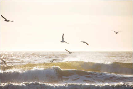 Plakat Seagulls fly over the North Sea