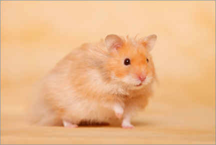 Juliste Teddy hamster