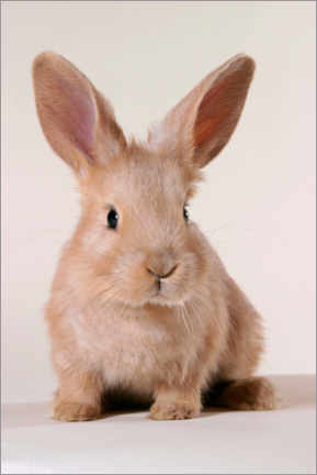 Poster Lapin