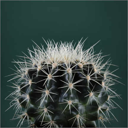 Póster Cactus III
