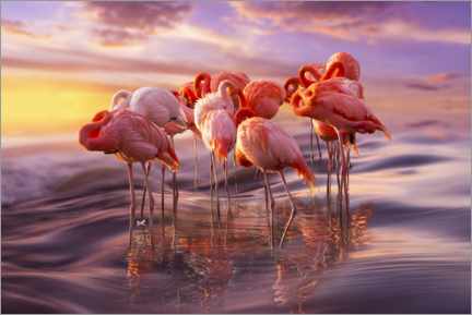 Póster Siesta de flamingos - Adrian Borda