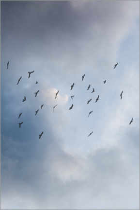 Poster Frei wie ein Vogel