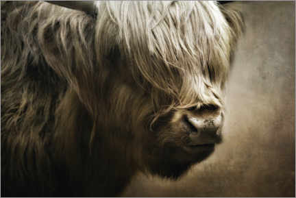 Plakat Scottish highland cattle