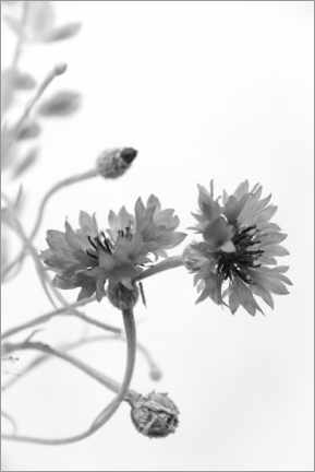 Poster Cornflowers