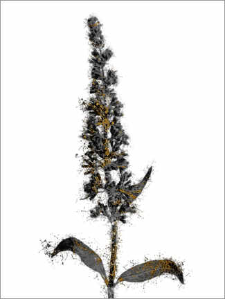 Stampa  Pannocchia - SW Clough