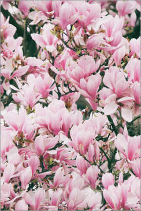 Poster Pink Magnolia blossoms in Paris