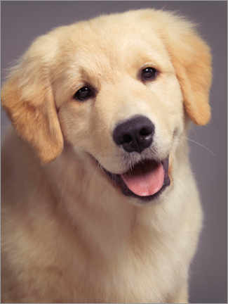 Plakat Golden Retriever puppy