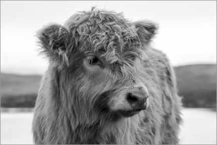 Poster Scottish highland cattle