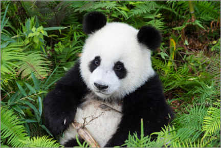 Lærredsbillede  Big panda - Gabrielle &amp; Michel Therin-Weise