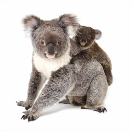 Poster Koala adulte et son bébé