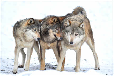 Wall print  Young wolves play in winter - Michael Weber