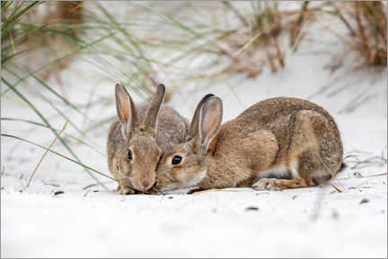 Poster Kaninchen in den Ostsee-Dünen