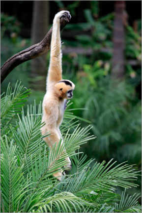 Poster Northern white-cheeked crested gibbon