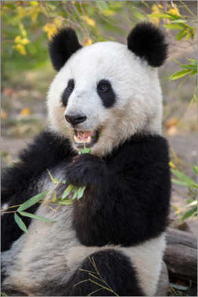 Tableau  Gros panda - Jürgen &amp; Christine Sohns