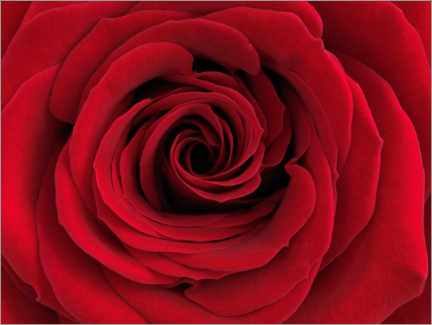 Poster Red rose