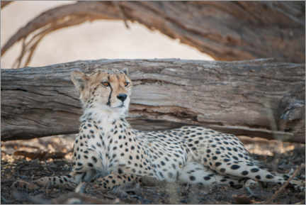 Veggbilde  Cheetah rests in the shade