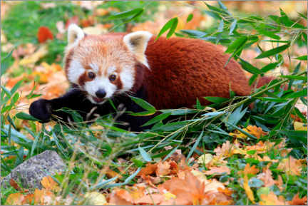 Poster Panda roux dans l'herbe