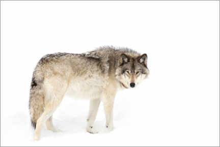 Tableau  Le loup des bois erre dans la neige - Jim Cumming