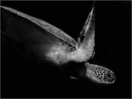 Akrylglastavla  Portrait of a sea turtle - Robin Wechsler