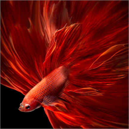 Print  Red fire betta fish - Antonyus Bunjamin (Abe)