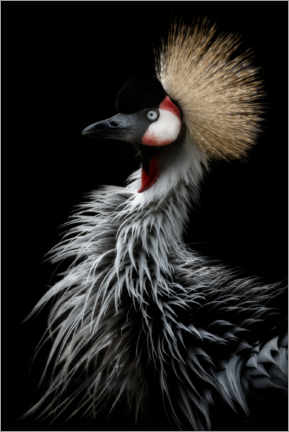 Plakat Gray crowned crane