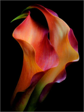 Canvas print  Tenderness - Jon Kinney