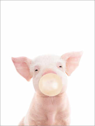 Tableau sur toile  Petit cochon avec un chewing-gum - Sisi And Seb