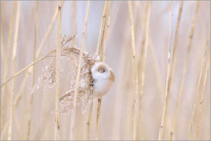 Poster Bearded tit in the reeds