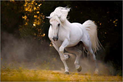 Poster Stallion in motion