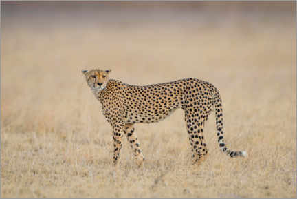 Canvas print  Cheetah - Matthias Graben