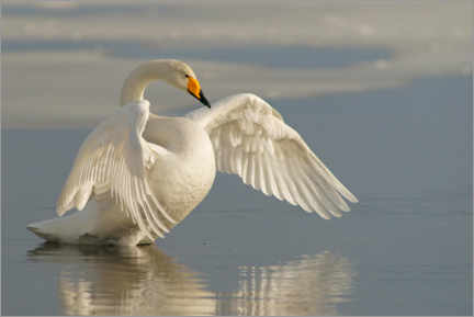 Wall print  Whooper swan with outspread wings - Marko König