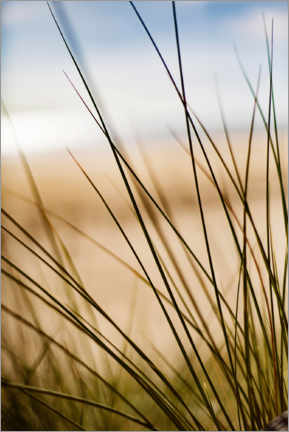 Tableau Herbes dans les dunes sur la plage - Jan Tepass