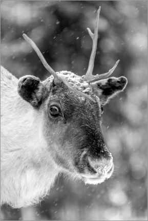 Wall print  Reindeer in the blowing snow - Marc Rasmus