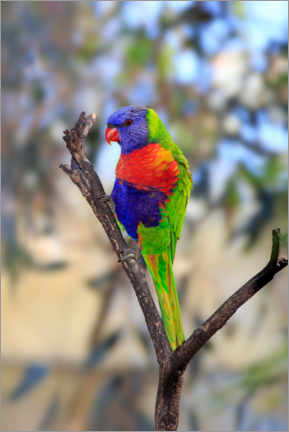 Wall print  Rainbow Lorikeet - Jürgen &amp; Christine Sohns