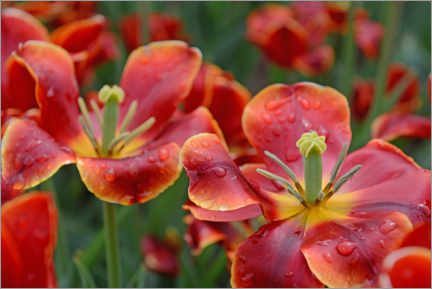 Tableau  Tulipes sous la pluie - GUGIGEI
