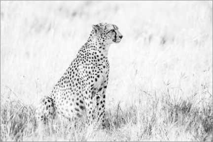 Plakat Gepard - afrykańskie zwierzęta