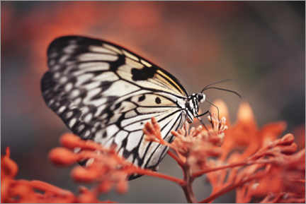 Tableau  Papillon coloré - Janina Bürger